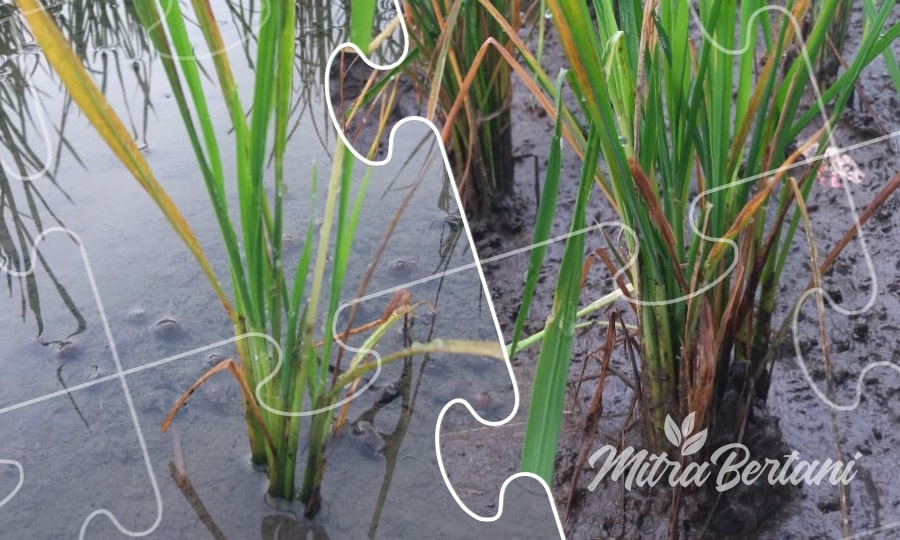 Mencegah dan Mengatasi Asam-Asaman pada Padi