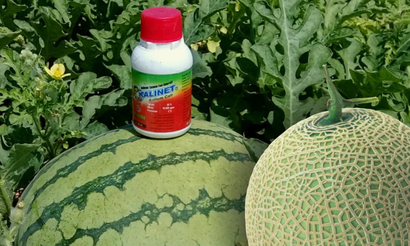 Bikin Melon dan Semangka Berbobot & Lebih Manis